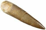 Fossil Plesiosaur (Zarafasaura) Tooth - Morocco #296341-1